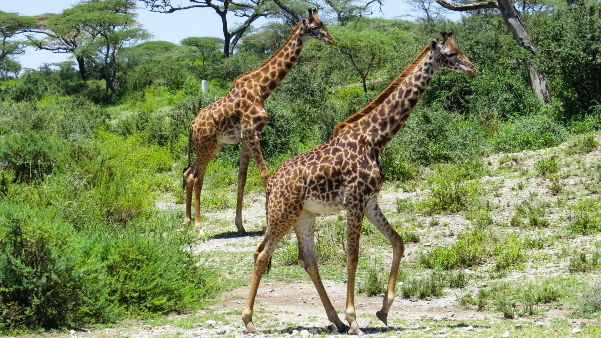Giraffes-at-Serengeti-National-Park--1920x1080