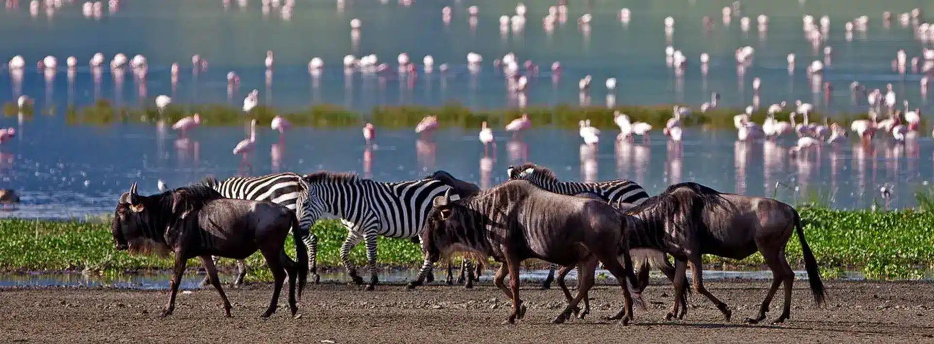 LAKE-MANYARA-NATIONAL-PARK-1