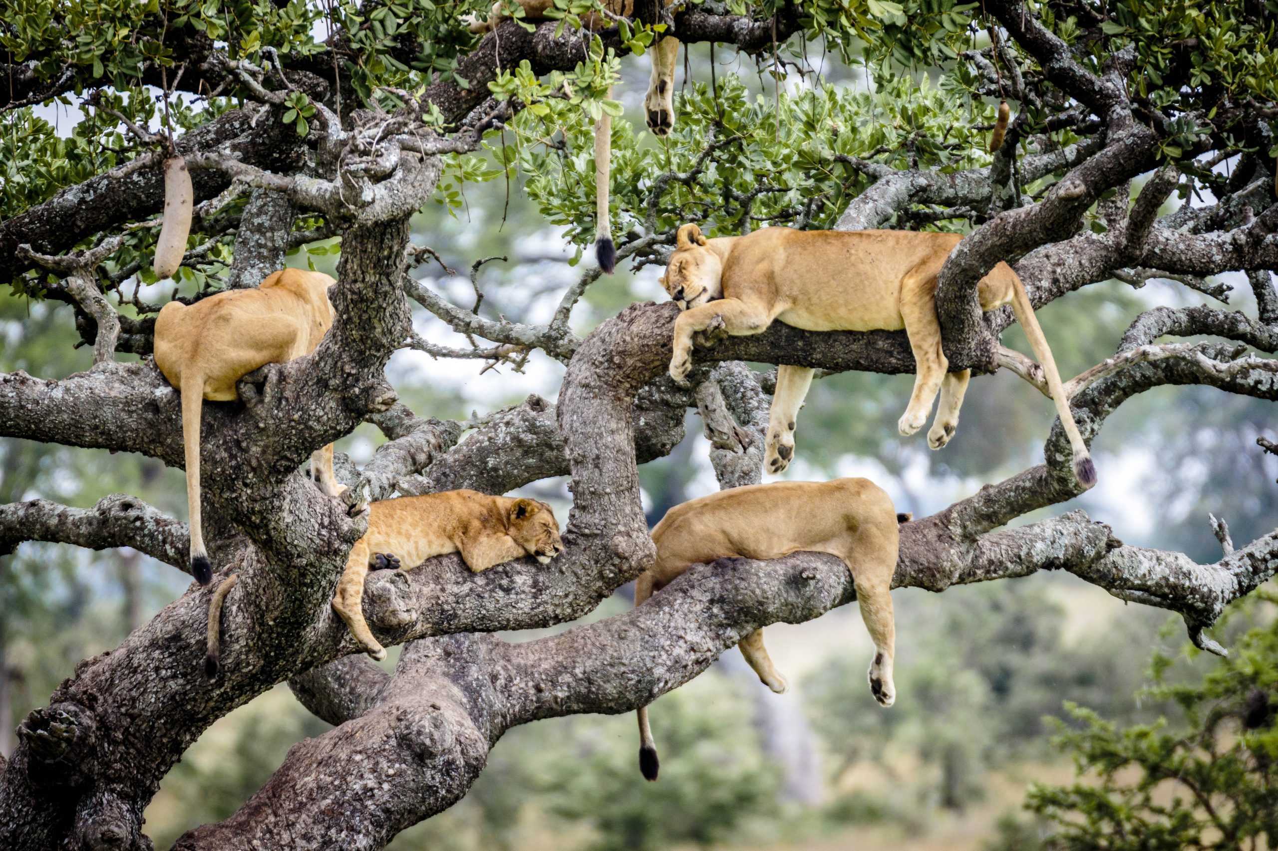 Lake Manyara National Park