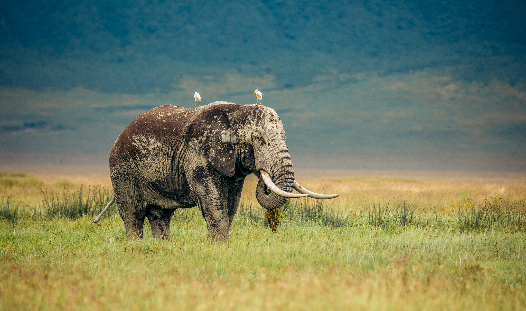which-animals-ngo-crater